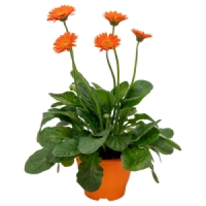 Aldi Süd  GARDENLINE Gerbera