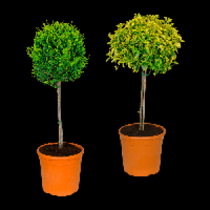 GARDENLINE Toskana-Stämmchen 18.99 €