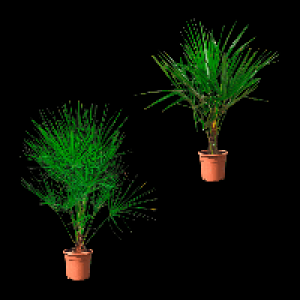 GARDENLINE Winterharte Palme 18.99 €