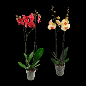GARDENLINE Phalaenopsis 6.99 €