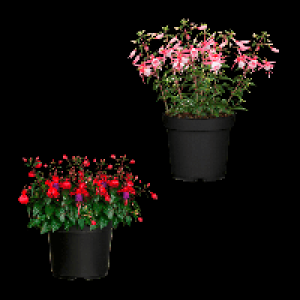 GARDENLINE Große Geranie / Fuchsie 2.99 €