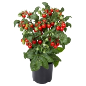 GARDENLINE Napoleon-Tomate 2.99 €