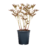 Aldi Nord Gardenline GARDENLINE Pfingstrose (Paeonia lactiflora)