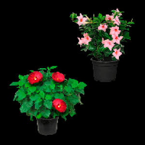 GARDENLINE Hibiskus / Dipladenia 8.99 €