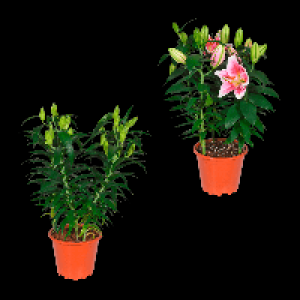 GARDENLINE Orientalische Lilien 6.99 €