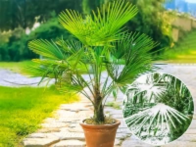 Winterharte Kübel-Palme,1 Pflanze, Trachycarpus fortunei