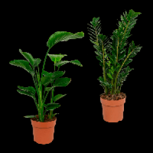 GARDENLINE Grünpflanze 12.99 €