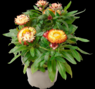 Strohblume 1.79&nbsp;&euro;