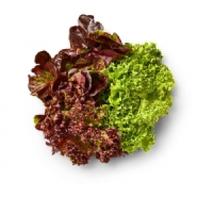 Dtsch. Multicolor-Salat 0.99 €