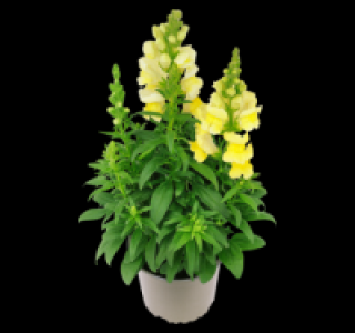 Löwenmäulchen 1.99 €