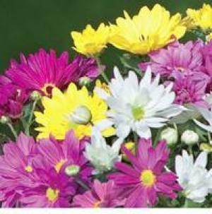 Chrysantheme 10,5-cm-Topf