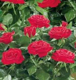 Topfrose