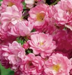 Beet- und Edelrose