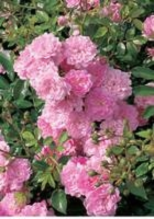 Bodendeckerrose 8.99&nbsp;&euro;