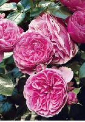 Nostalgische Rose 15.99&nbsp;&euro;