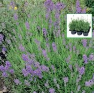 Lavendel 6.99 €