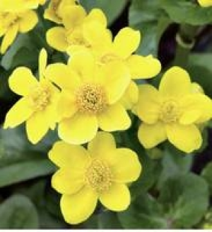 Schwimm- und Uferpflanzen