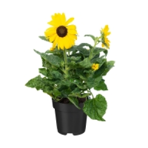 Aldi Süd  GARDENLINE Helianthus Sunfinity