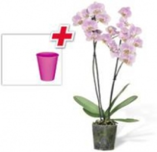 Schmetterlings- Orchidee