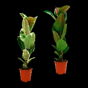 GARDENLINE Grünpflanze 4.99 €