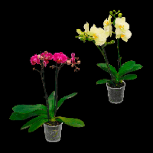 GARDENLINE Phalaenopsis 5.99 €