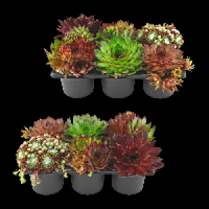 GARDENLINE Sempervivum 3.99 €