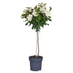 GARDENLINE Stammrose 12.99 €