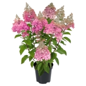 GARDENLINE Rispenhortensie 7.99 €