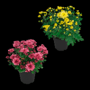 GARDENLINE Chrysantheme 1.19 €