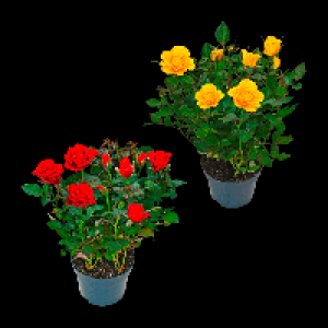 GARDENLINE Topfrose 1.49 €
