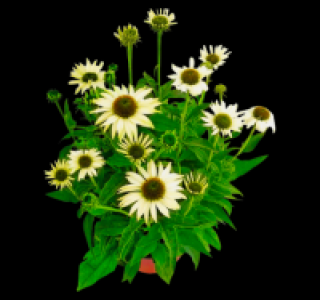 Sonnenhut 2.99 €