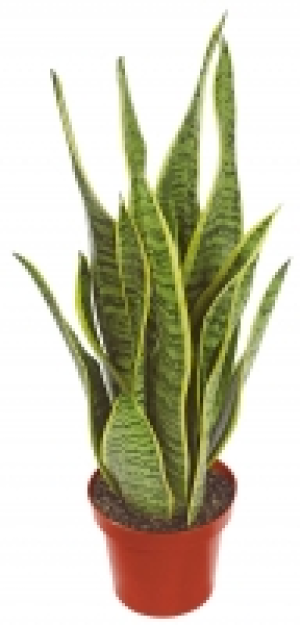 Zimmerpflanzen 2.49 €