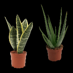 GARDENLINE Premium-Grünpflanze 3.99 €