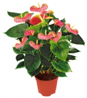 Flamingoblume 6.99 €