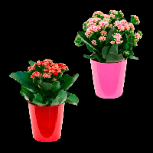 Aldi Nord Gardenline GARDENLINE Kalanchoe