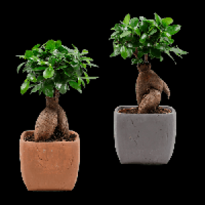 GARDENLINE Bonsai-Ginseng 9.99 €