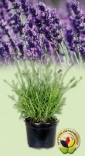 Lavendel 1.99 €