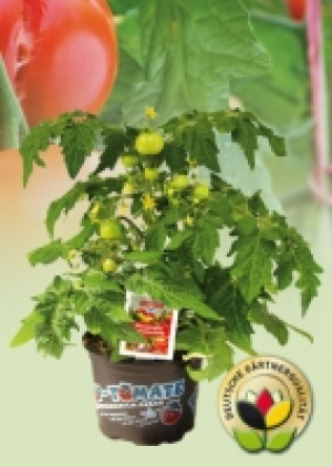 Tomaten 1.99 €