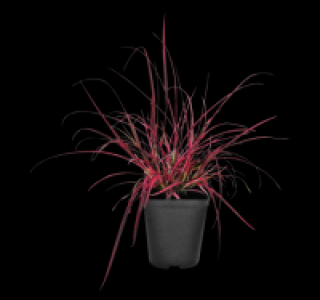 Verschiedene Gräser 4.44 €