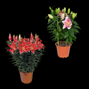 GARDENLINE Orientalische Lilie 6.99 €