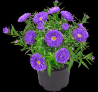 Glattblatt-Aster