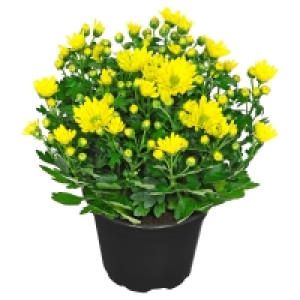 Aldi Süd  GARDENLINE Chrysanthemen T12