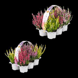 Aldi Nord Gardenline GARDENLINE Calluna-vulgaris-Trio Beauty Ladies