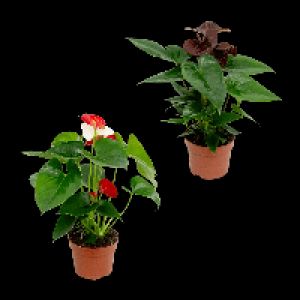 GARDENLINE Anthurie 4.99&nbsp;&euro;