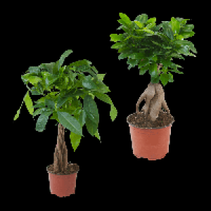 Aldi Nord Gardenline GARDENLINE Ficus Ginseng / Pachira