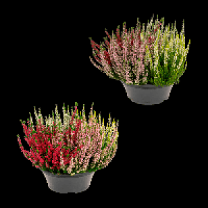 Aldi Nord Gardenline GARDENLINE Calluna-Schale