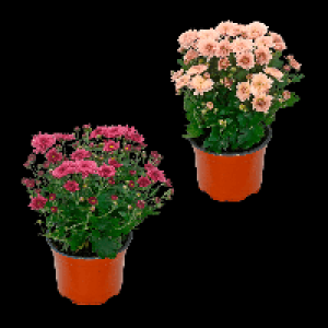 GARDENLINE Chrysantheme 1.49 €