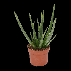 GARDENLINE Aloe vera 2.29 €