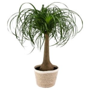Aldi Süd  GARDENLINE Beaucarnea