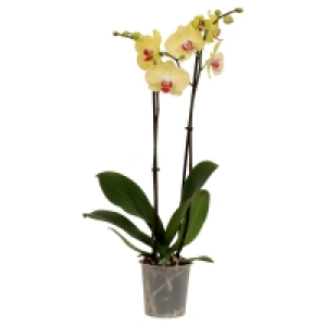 Aldi Süd  GARDENLINE 2-Trieber-Orchidee